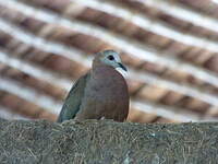 Pigeon à masque blanc