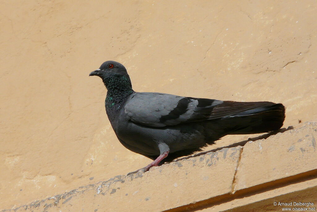 Pigeon biset