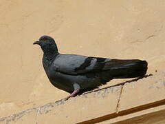 Pigeon biset