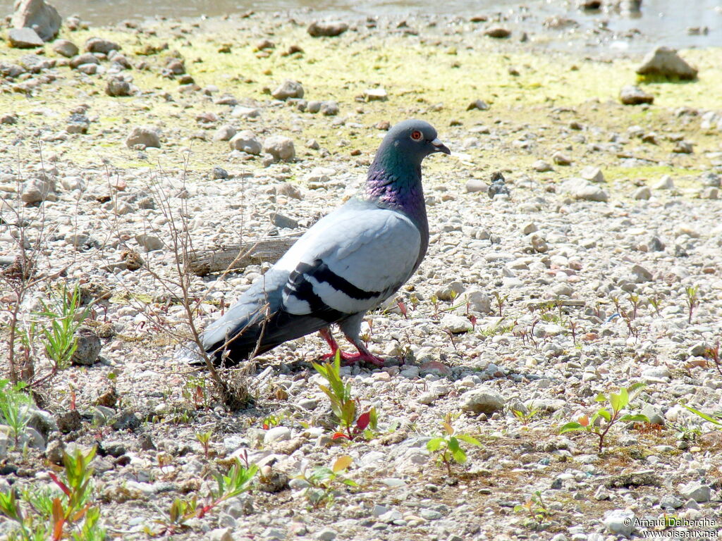 Rock Dove