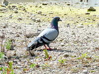 Pigeon biset