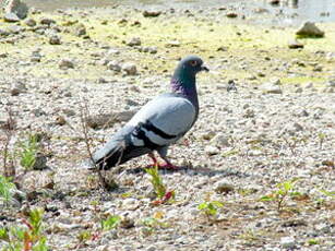 Pigeon biset