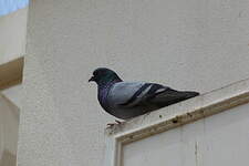 Pigeon biset