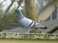 Pigeon biset