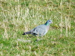 Stock Dove