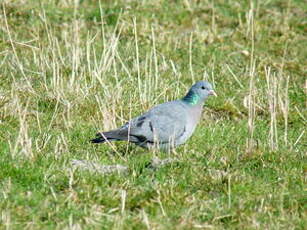 Pigeon colombin