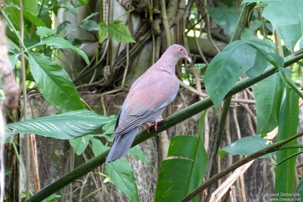 Maranon Pigeon