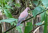 Pigeon du Pérou