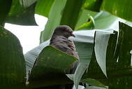 Pigeon du Pérou