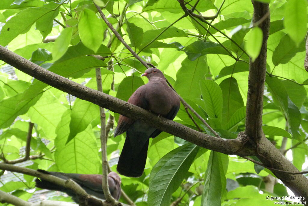 Maranon Pigeon