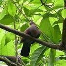 Pigeon du Pérou