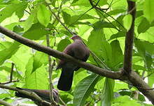 Pigeon du Pérou