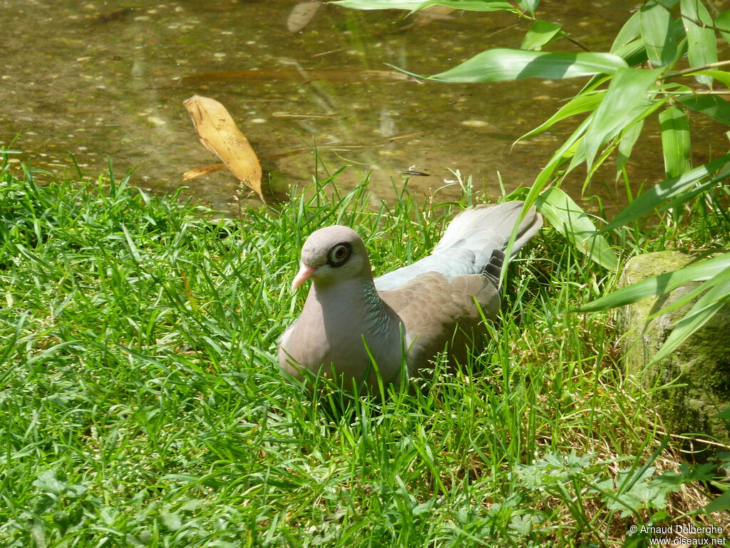 Bare-eyed Pigeon