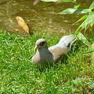 Pigeon jounud