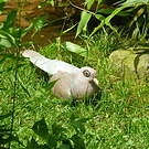 Pigeon jounud