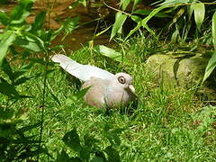 Bare-eyed Pigeon