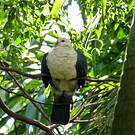 Pigeon leucomèle