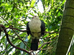 Pigeon leucomèle