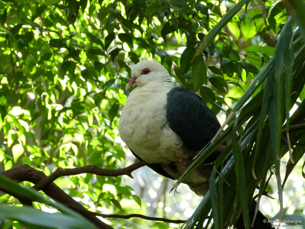 White-headed Pigeon