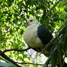 Pigeon leucomèle