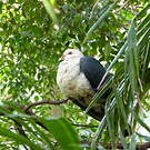 Pigeon leucomèle