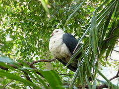 Pigeon leucomèle