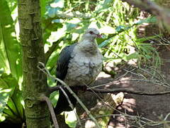 Pigeon leucomèle