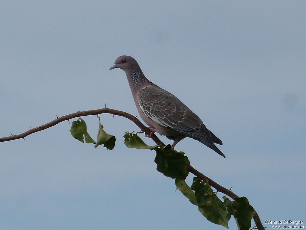 Picazuro Pigeon