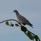 Pigeon picazuro