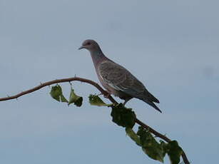 Pigeon picazuro