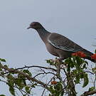 Pigeon picazuro