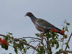 Pigeon picazuro