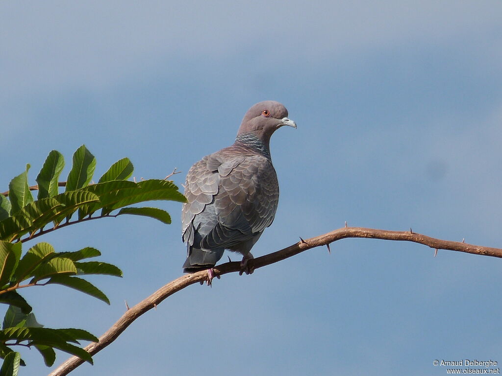 Picazuro Pigeon