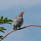 Pigeon picazuro