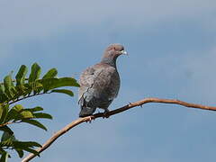 Pigeon picazuro