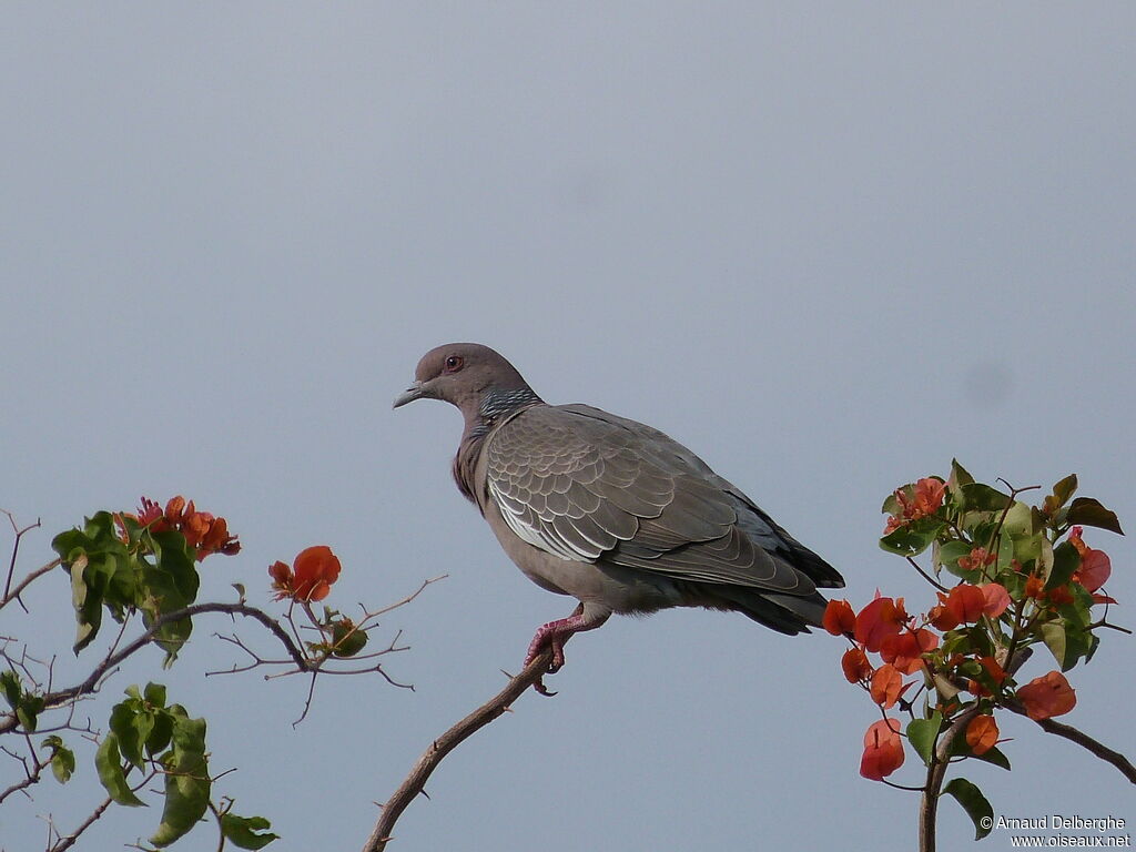 Pigeon picazuro