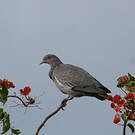 Pigeon picazuro