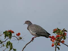 Picazuro Pigeon