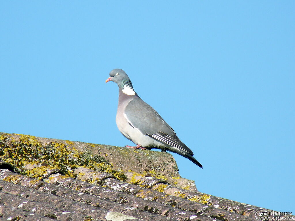 Common Wood Pigeon