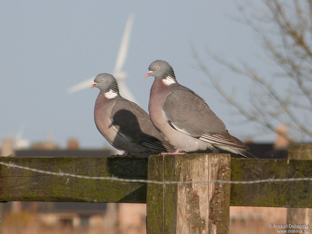 Common Wood Pigeon