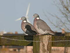 Common Wood Pigeon