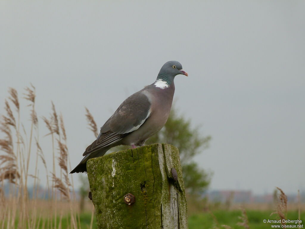 Common Wood Pigeon