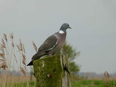 Common Wood Pigeon