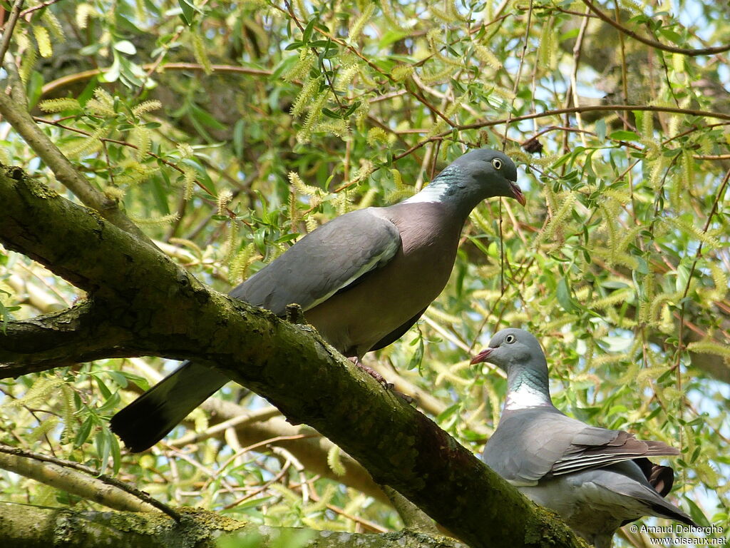 Pigeon ramier