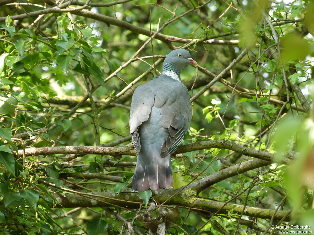 Pigeon ramier