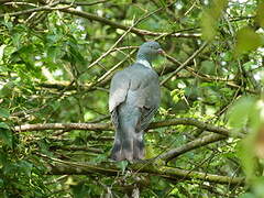 Common Wood Pigeon