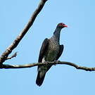 Pigeon ramiret