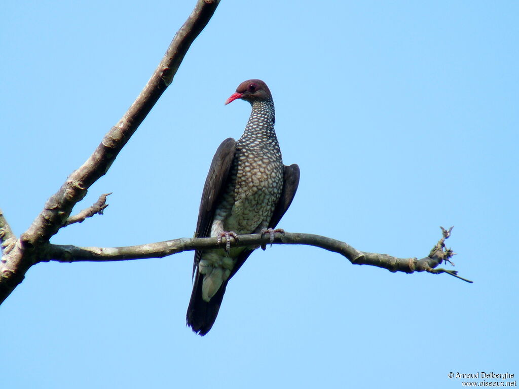 Scaled Pigeon