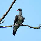 Pigeon ramiret