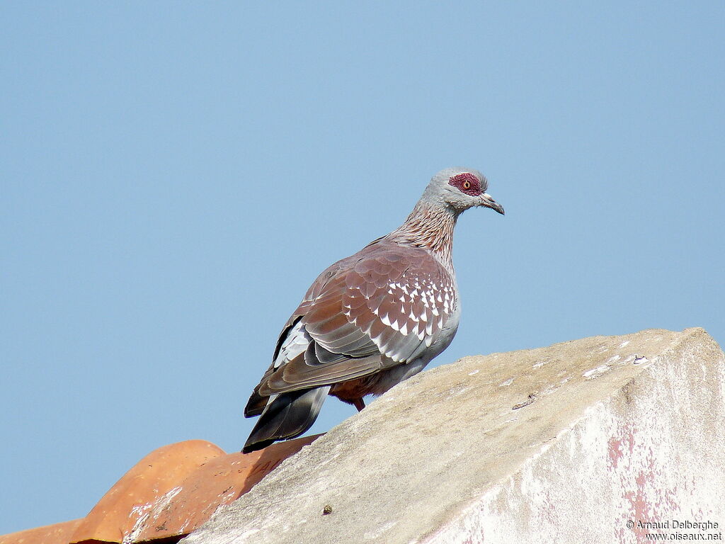 Pigeon roussard